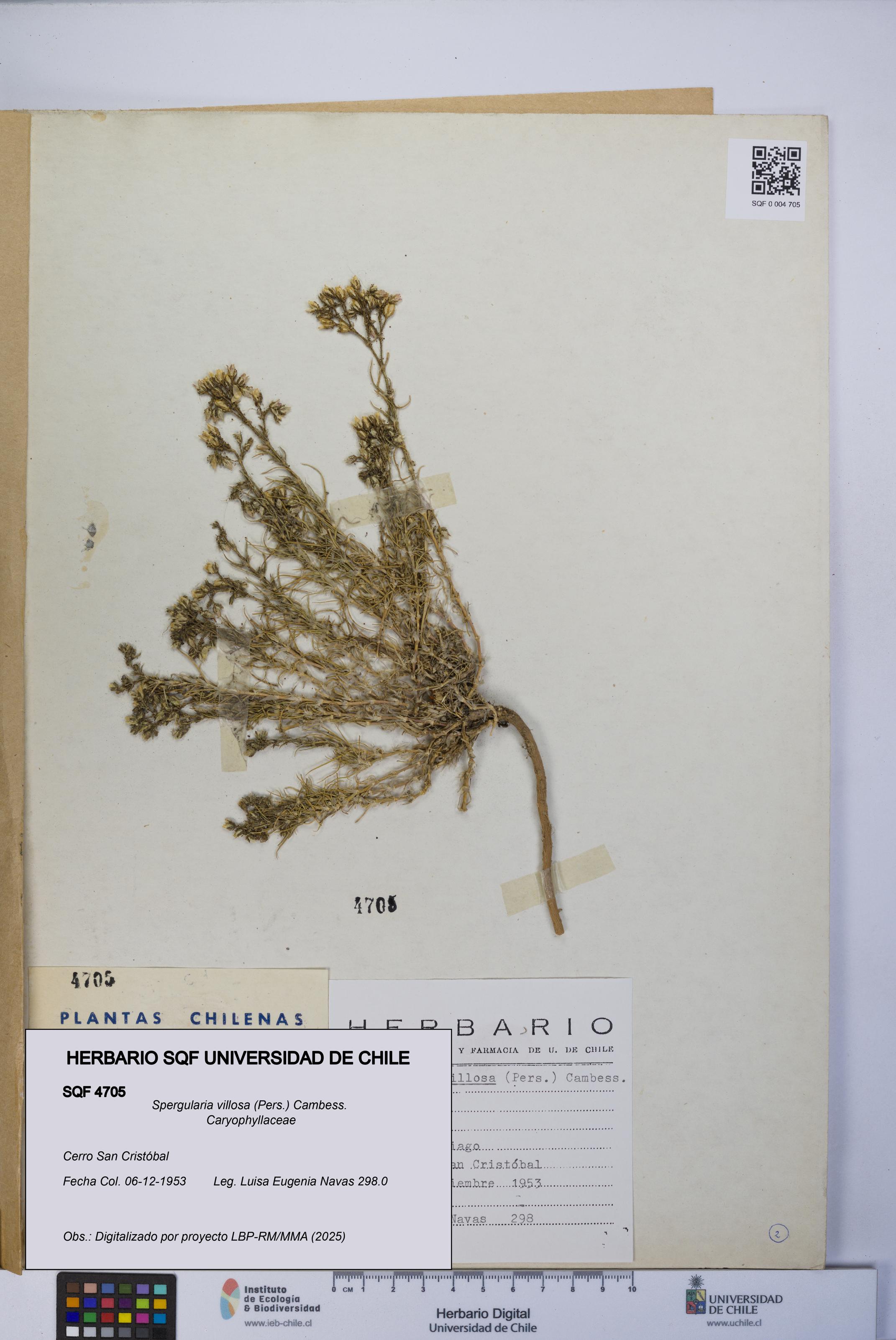 Spergularia villosa [Espécimen: UCH:SQF:0004705]