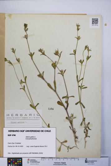 Silene gallica [Espécimen: UCH:SQF:0004706]