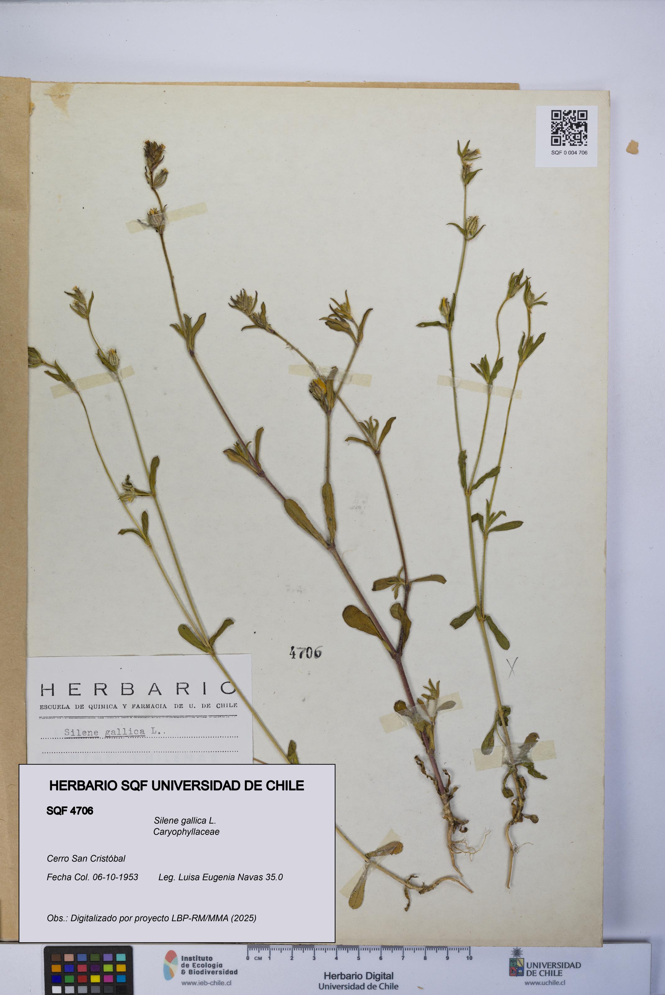 Silene gallica [Espécimen: UCH:SQF:0004706]