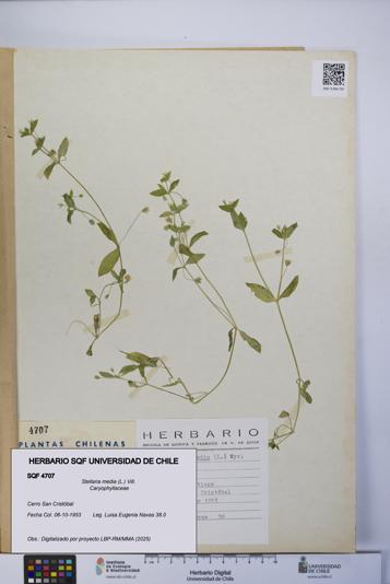 Stellaria media [Espécimen: UCH:SQF:0004707]