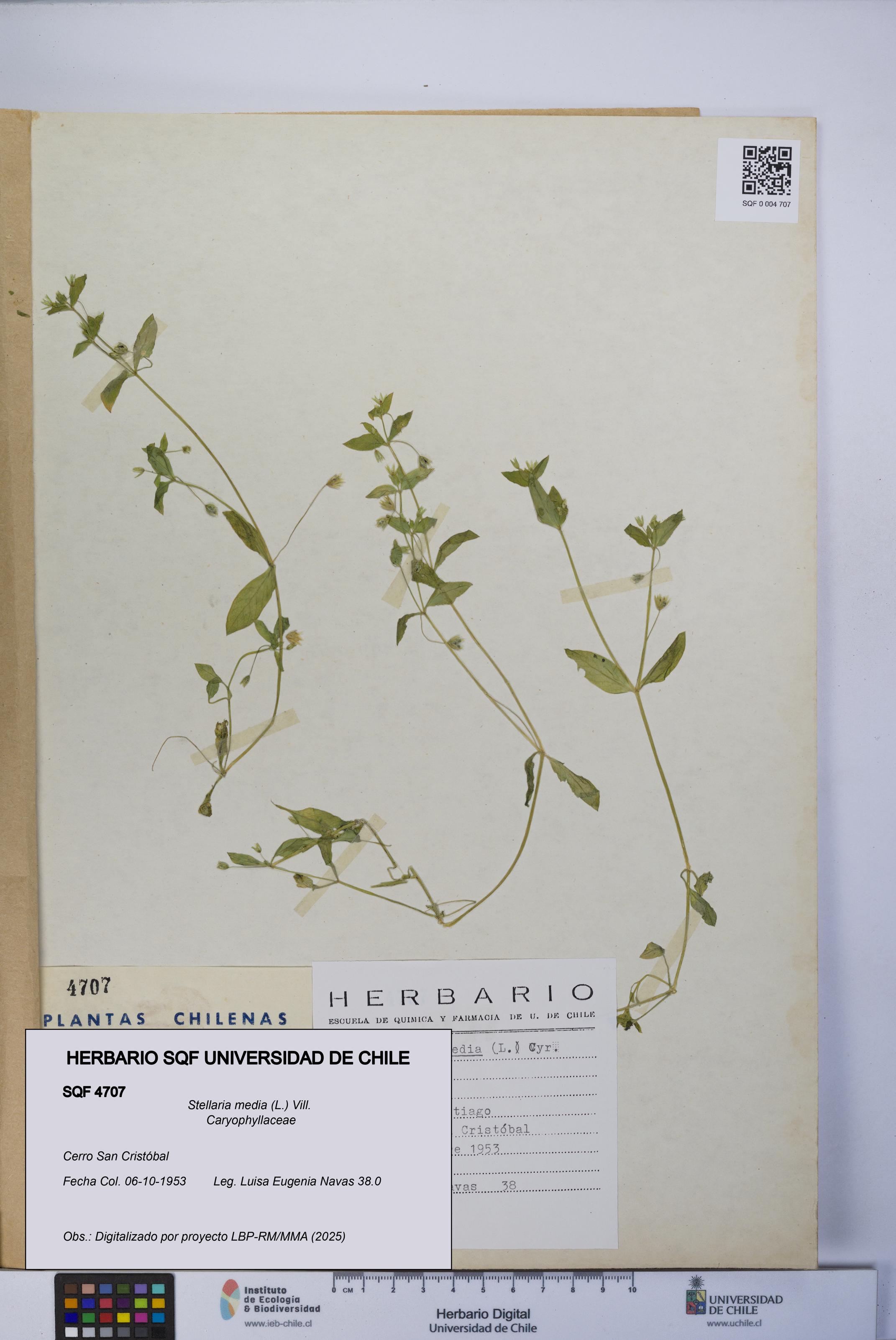 Stellaria media [Espécimen: UCH:SQF:0004707]