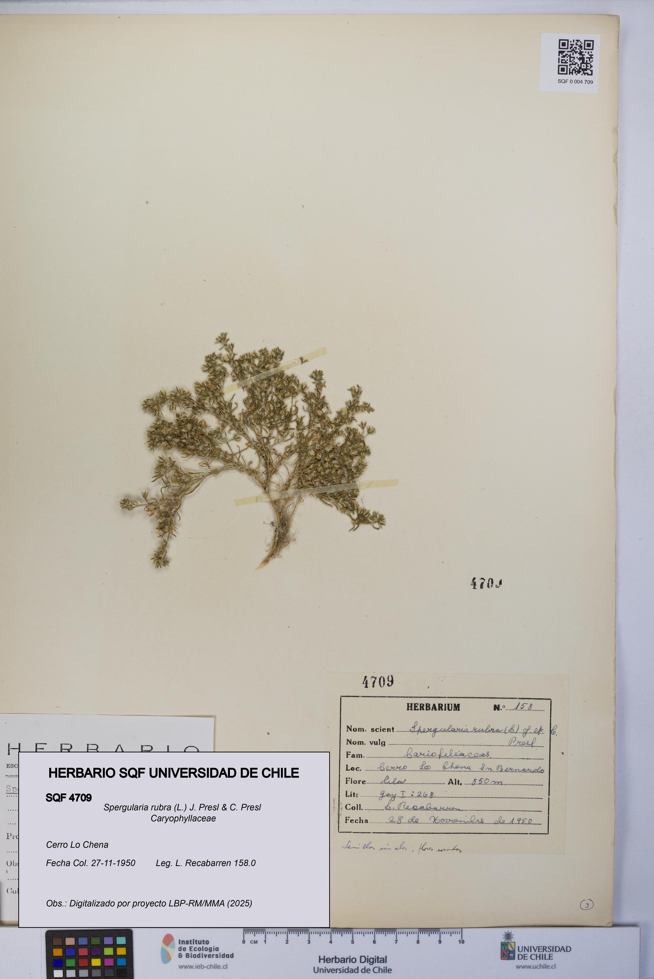 Spergularia rubra [Espécimen: UCH:SQF:0004709]