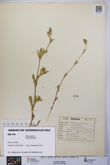 Silene gallica [Espécimen: UCH:SQF:0004716]