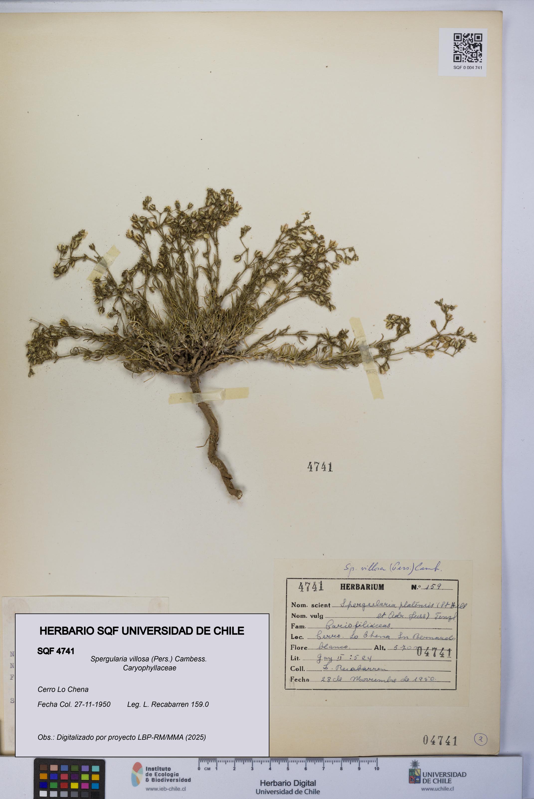 Spergularia villosa [Espécimen: UCH:SQF:0004741]