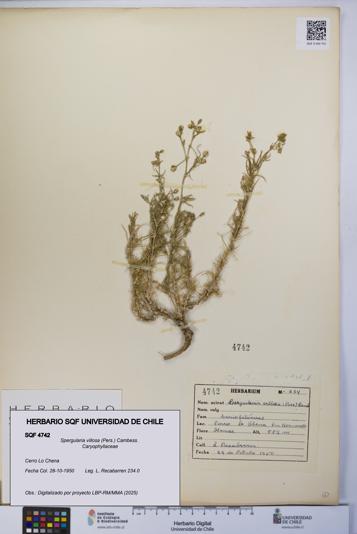 Spergularia villosa [Espécimen: UCH:SQF:0004742]