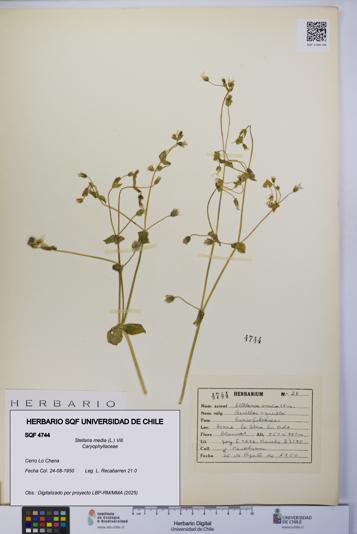 Stellaria media [Espécimen: UCH:SQF:0004744]