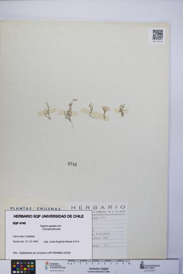Sagina apetala [Espécimen: UCH:SQF:0004745]