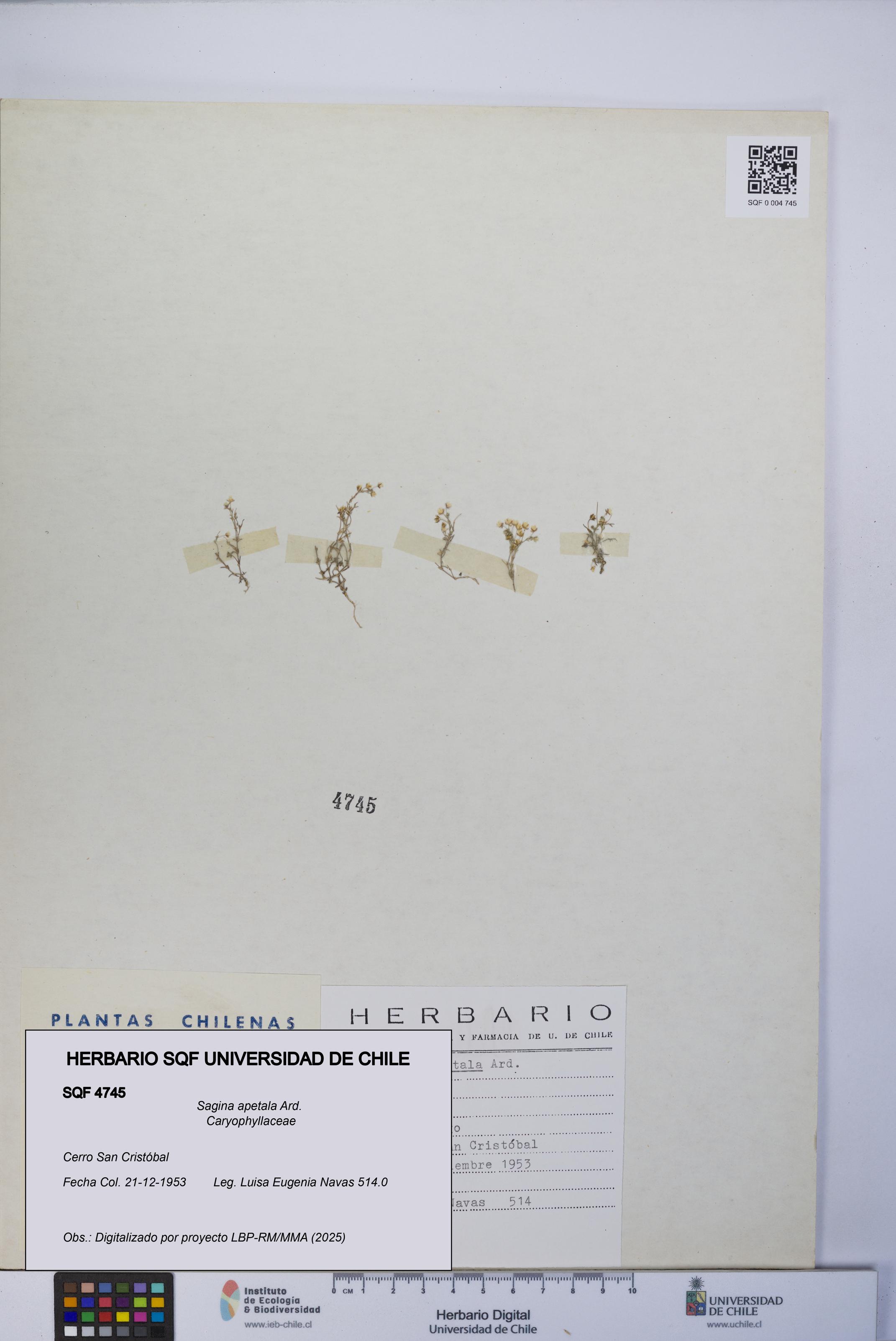 Sagina apetala [Espécimen: UCH:SQF:0004745]