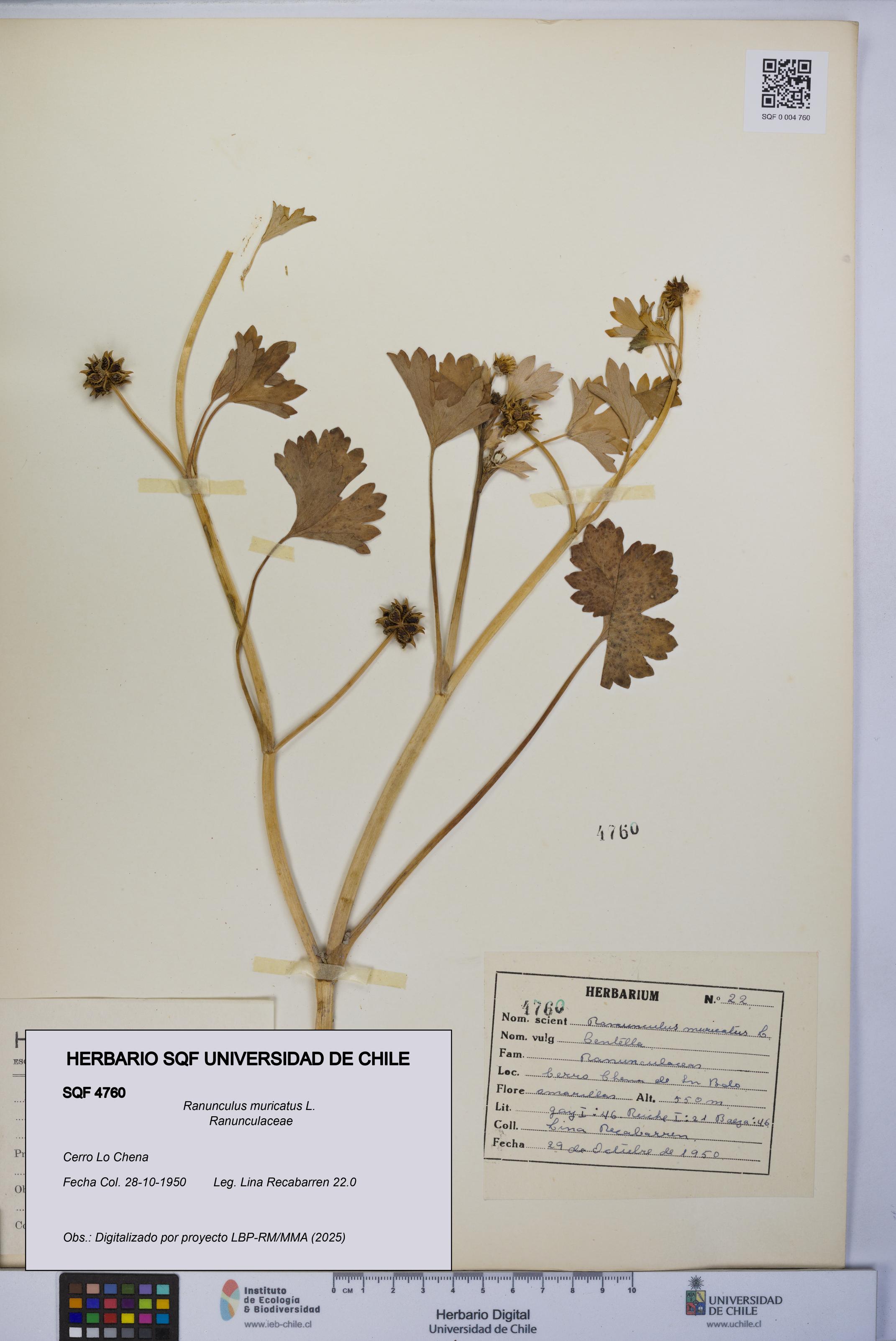 Ranunculus muricatus [Espécimen: UCH:SQF:0004760]