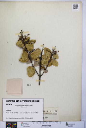 Cryptocarya alba [Espécimen: UCH:SQF:0004786]