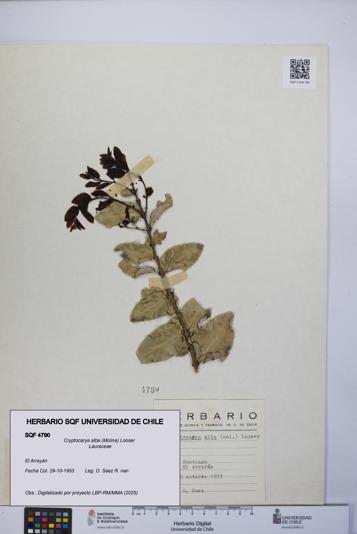 Cryptocarya alba [Espécimen: UCH:SQF:0004790]