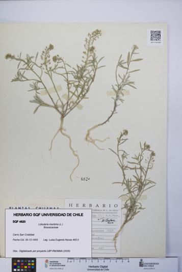 Lobularia maritima [Espécimen: UCH:SQF:0004820]