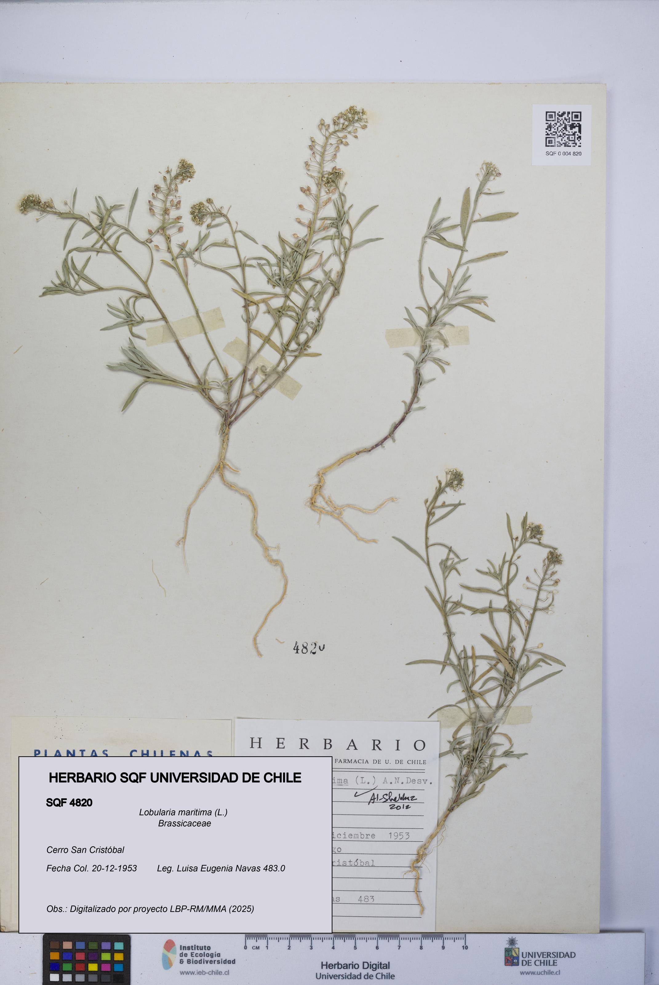 Lobularia maritima [Espécimen: UCH:SQF:0004820]