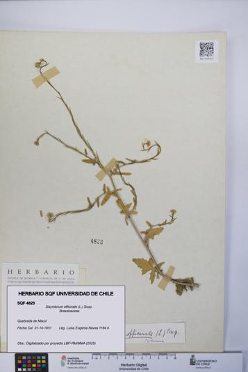 Sisymbrium officinale [Espécimen: UCH:SQF:0004823]