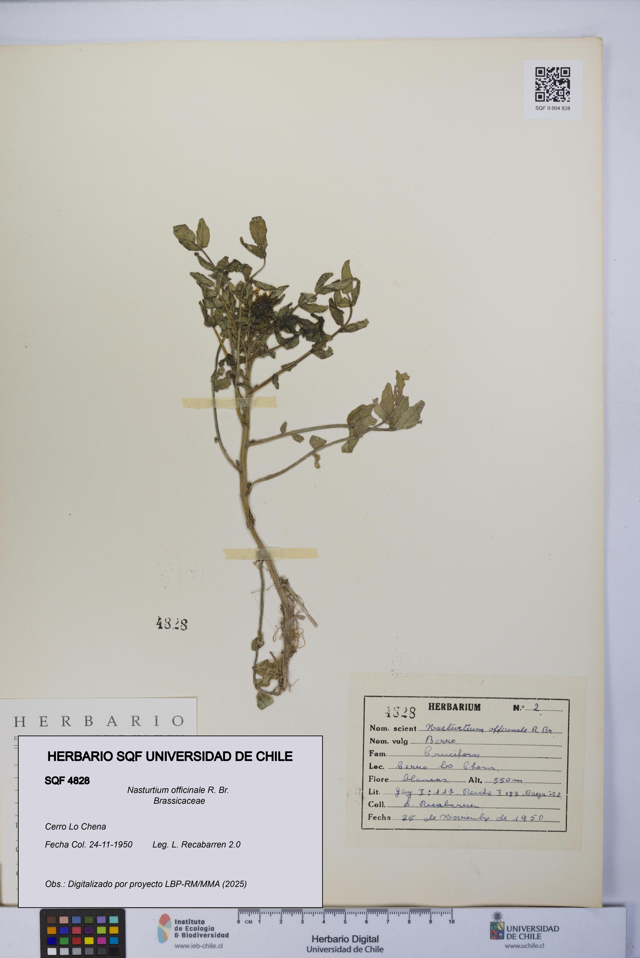 Nasturtium officinale [Espécimen: UCH:SQF:0004828]