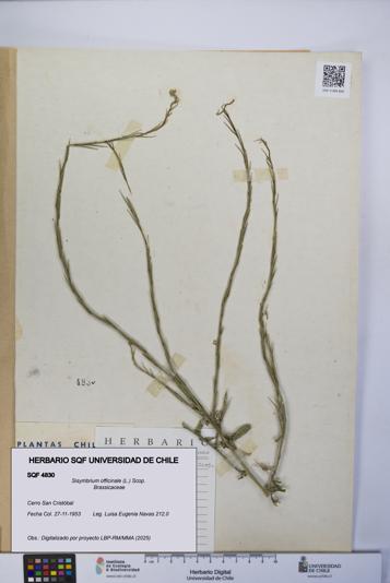Sisymbrium officinale [Espécimen: UCH:SQF:0004830]