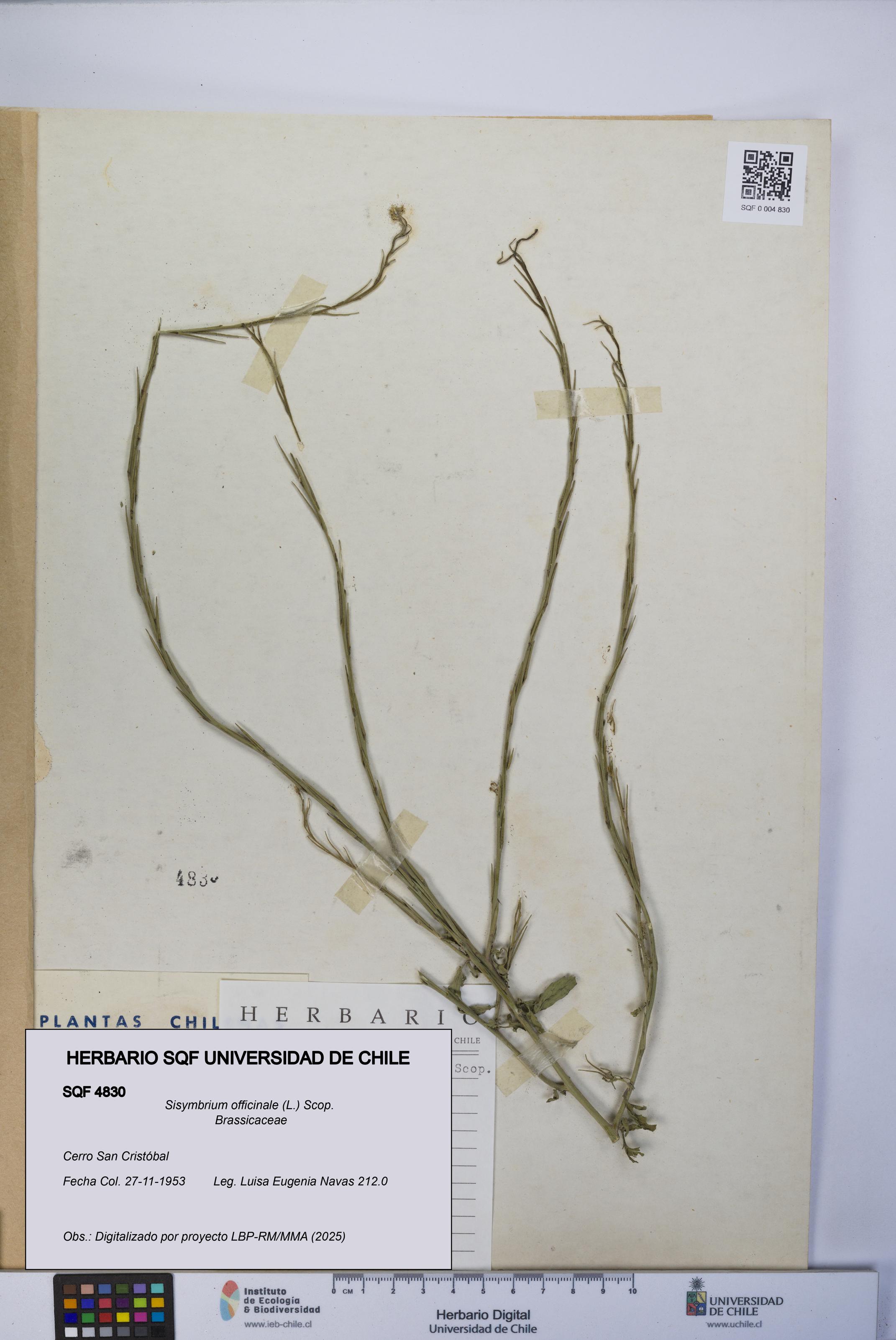 Sisymbrium officinale [Espécimen: UCH:SQF:0004830]