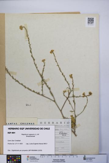 Rapistrum rugosum [Espécimen: UCH:SQF:0004831]