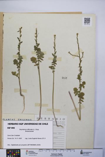 Sisymbrium officinale [Espécimen: UCH:SQF:0004832]