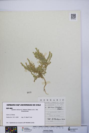 Lepidium strictum [Espécimen: UCH:SQF:0004833]