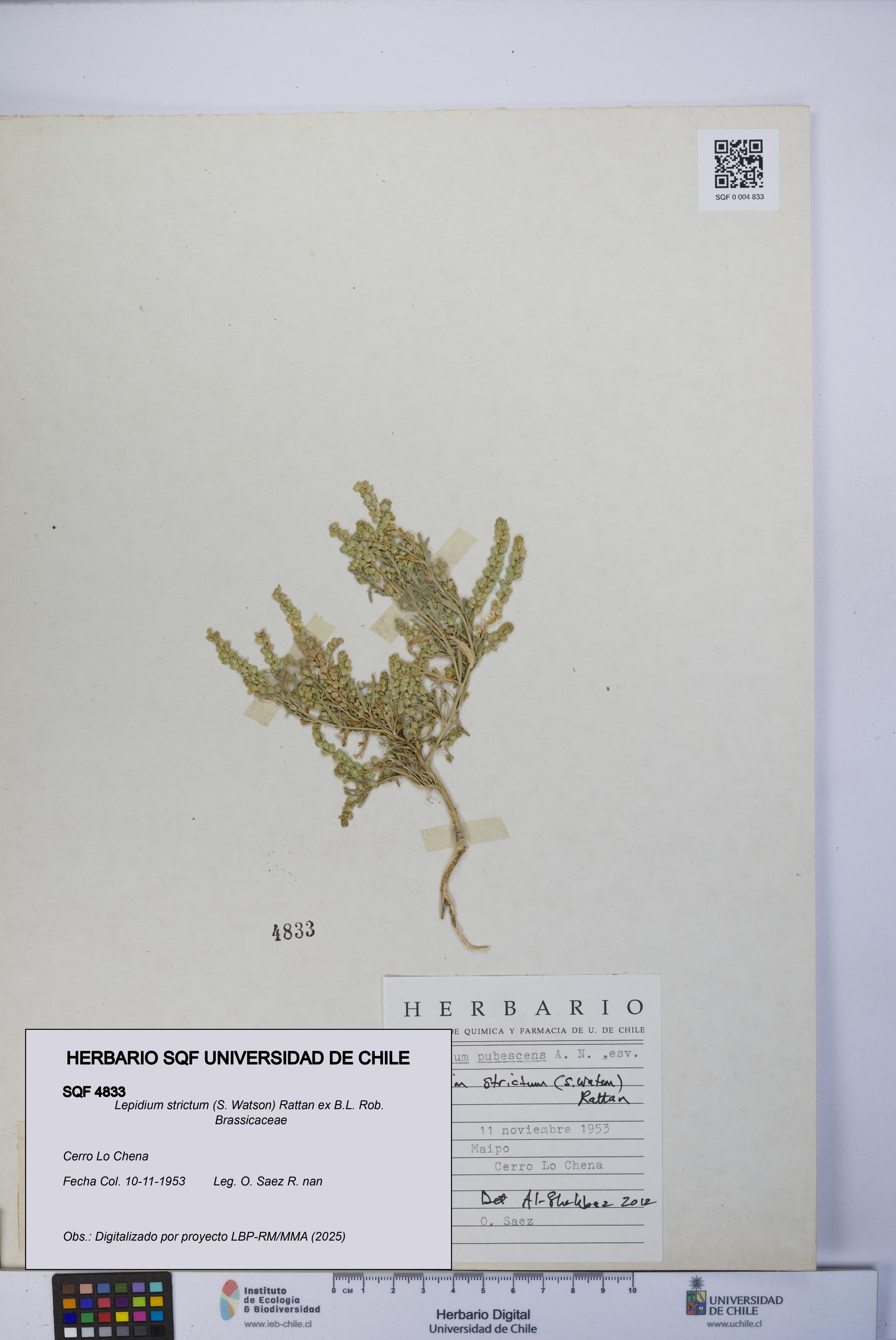 Lepidium strictum [Espécimen: UCH:SQF:0004833]