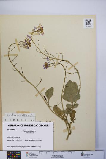 Raphanus sativus [Espécimen: UCH:SQF:0004839]