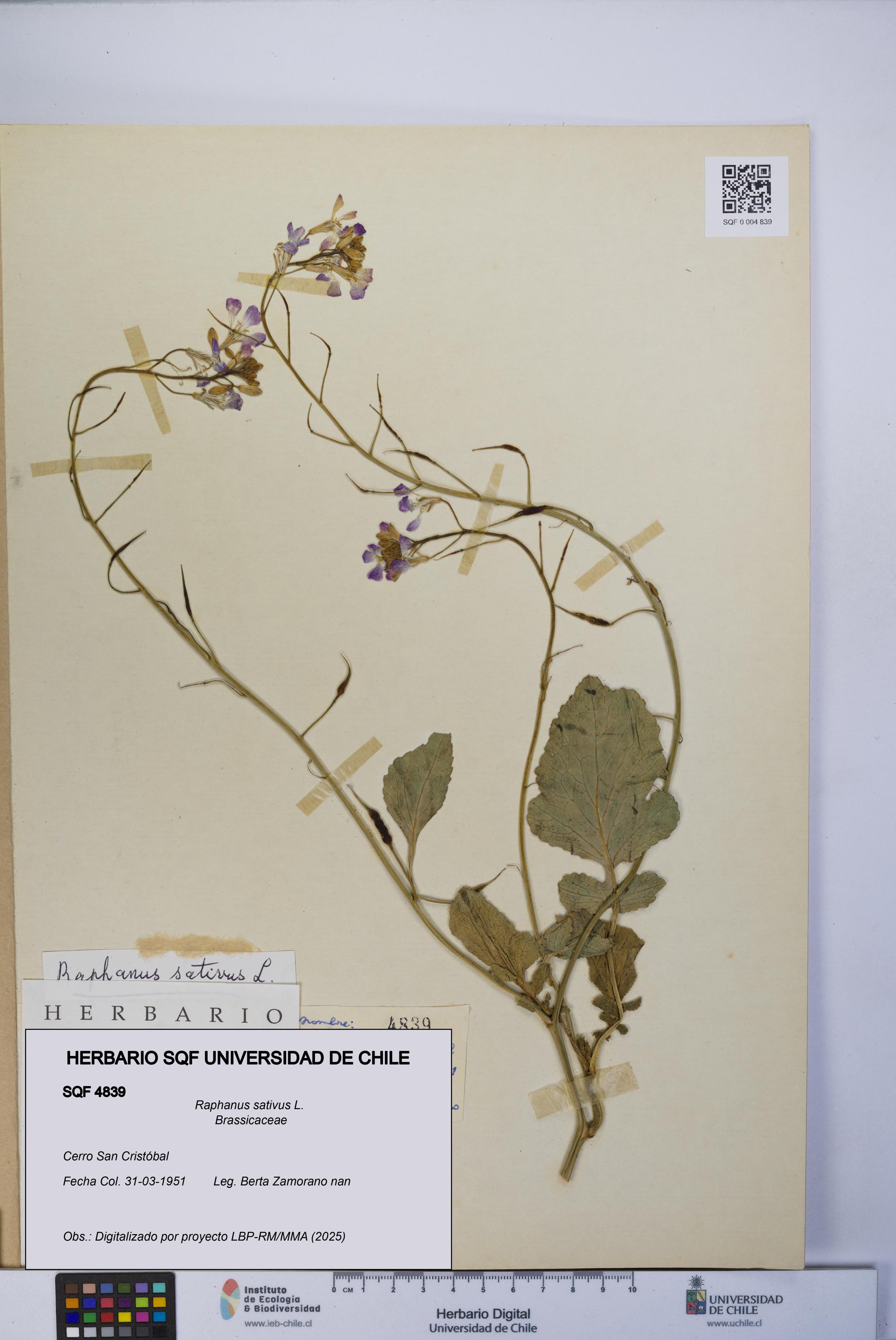 Raphanus sativus [Espécimen: UCH:SQF:0004839]