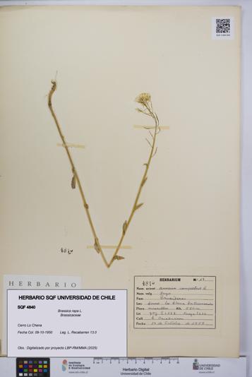 Brassica rapa [Espécimen: UCH:SQF:0004840]
