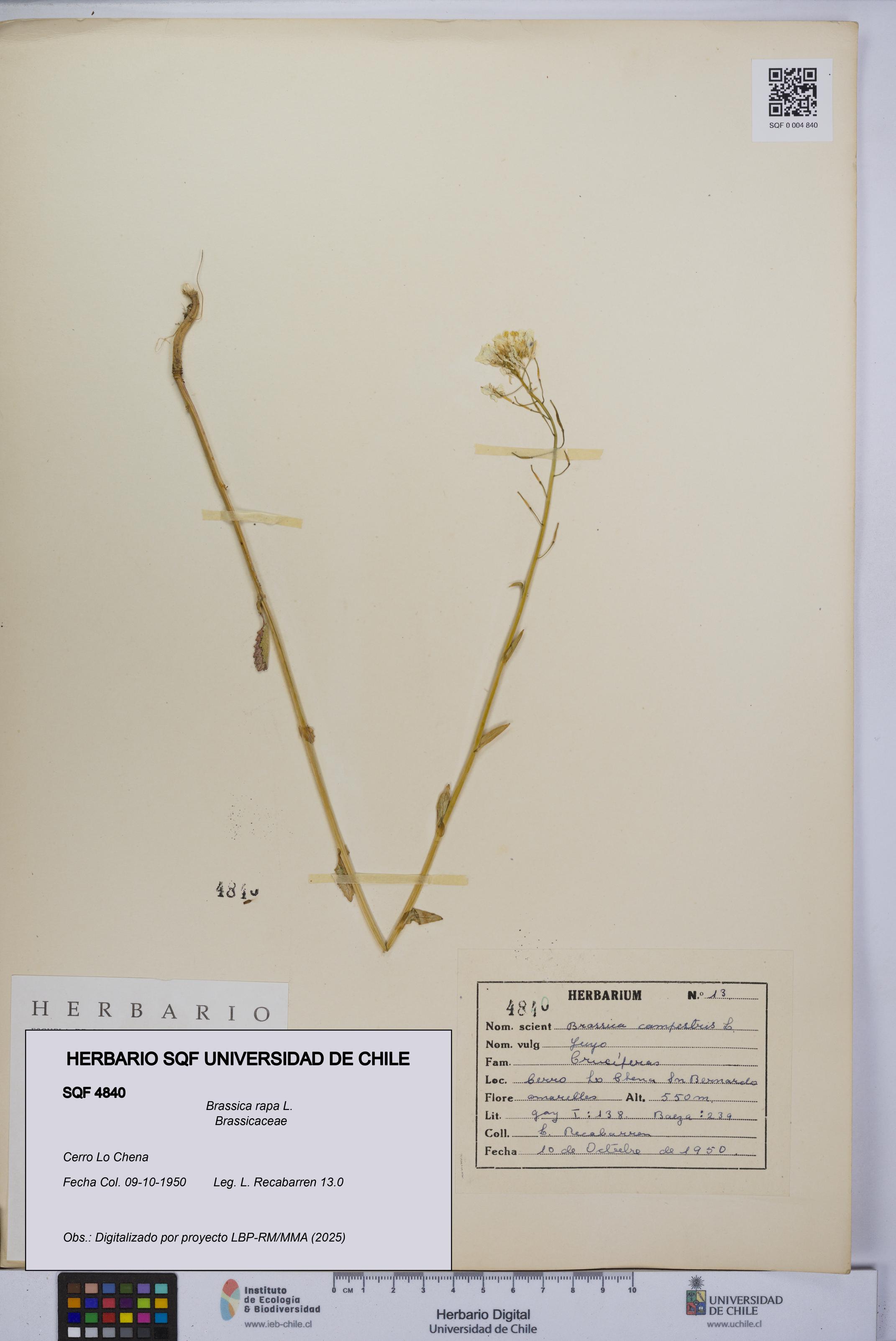 Brassica rapa [Espécimen: UCH:SQF:0004840]