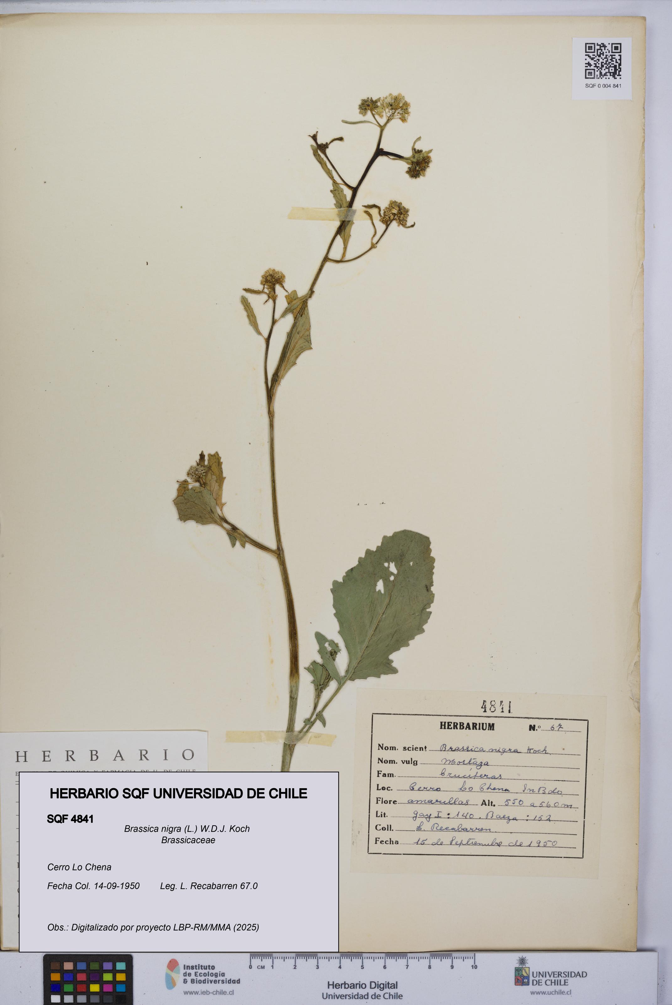 Brassica nigra [Espécimen: UCH:SQF:0004841]