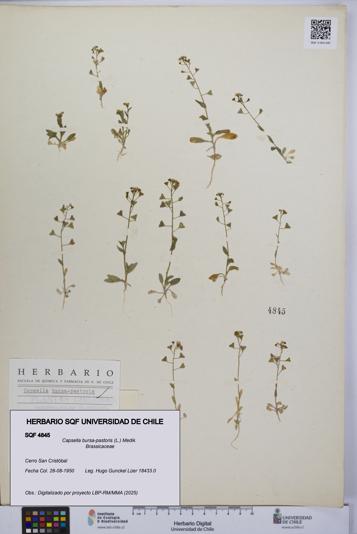 Capsella bursa-pastoris [Espécimen: UCH:SQF:0004845]
