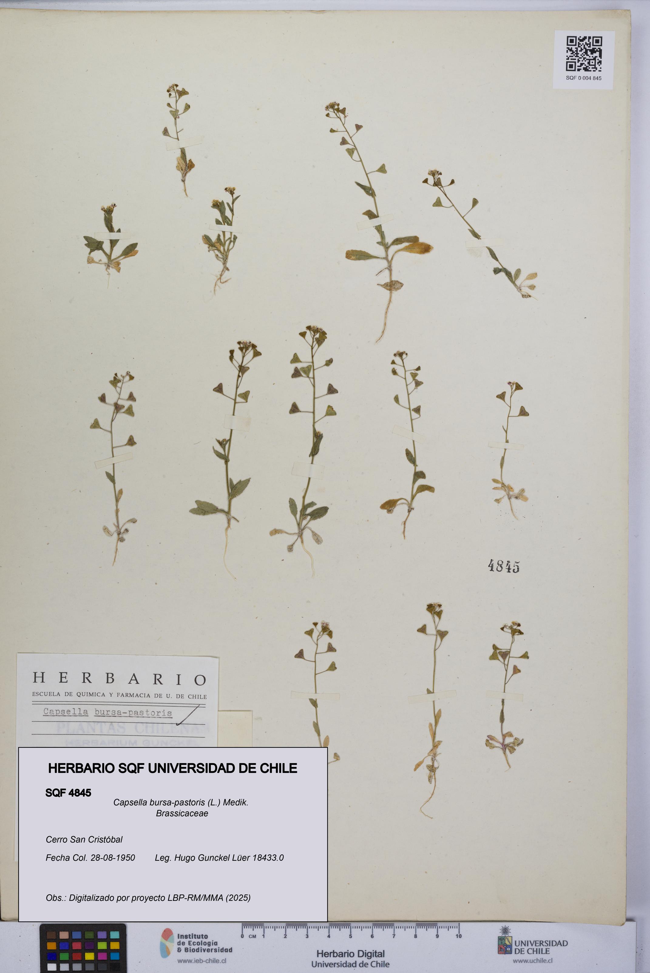 Capsella bursa-pastoris [Espécimen: UCH:SQF:0004845]
