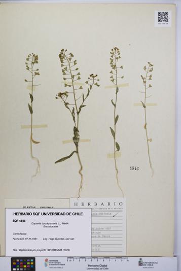 Capsella bursa-pastoris [Espécimen: UCH:SQF:0004846]