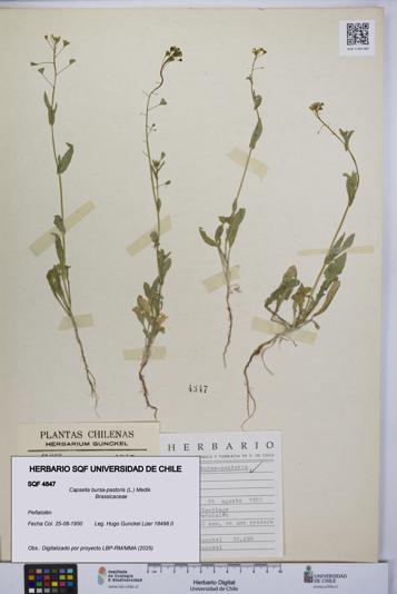 Capsella bursa-pastoris [Espécimen: UCH:SQF:0004847]