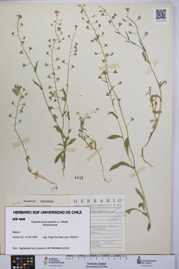 Capsella bursa-pastoris [Espécimen: UCH:SQF:0004848]