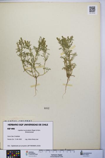 Lepidium auriculatum [Espécimen: UCH:SQF:0004852]