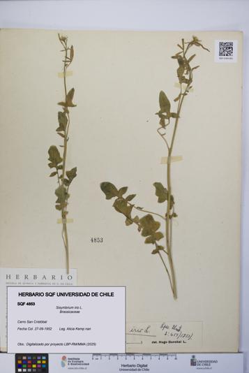 Sisymbrium irio [Espécimen: UCH:SQF:0004853]