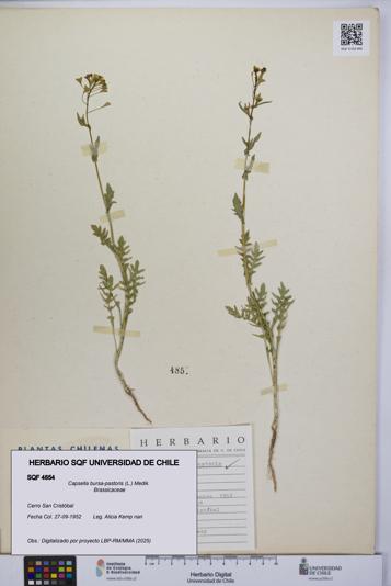 Capsella bursa-pastoris [Espécimen: UCH:SQF:0004854]