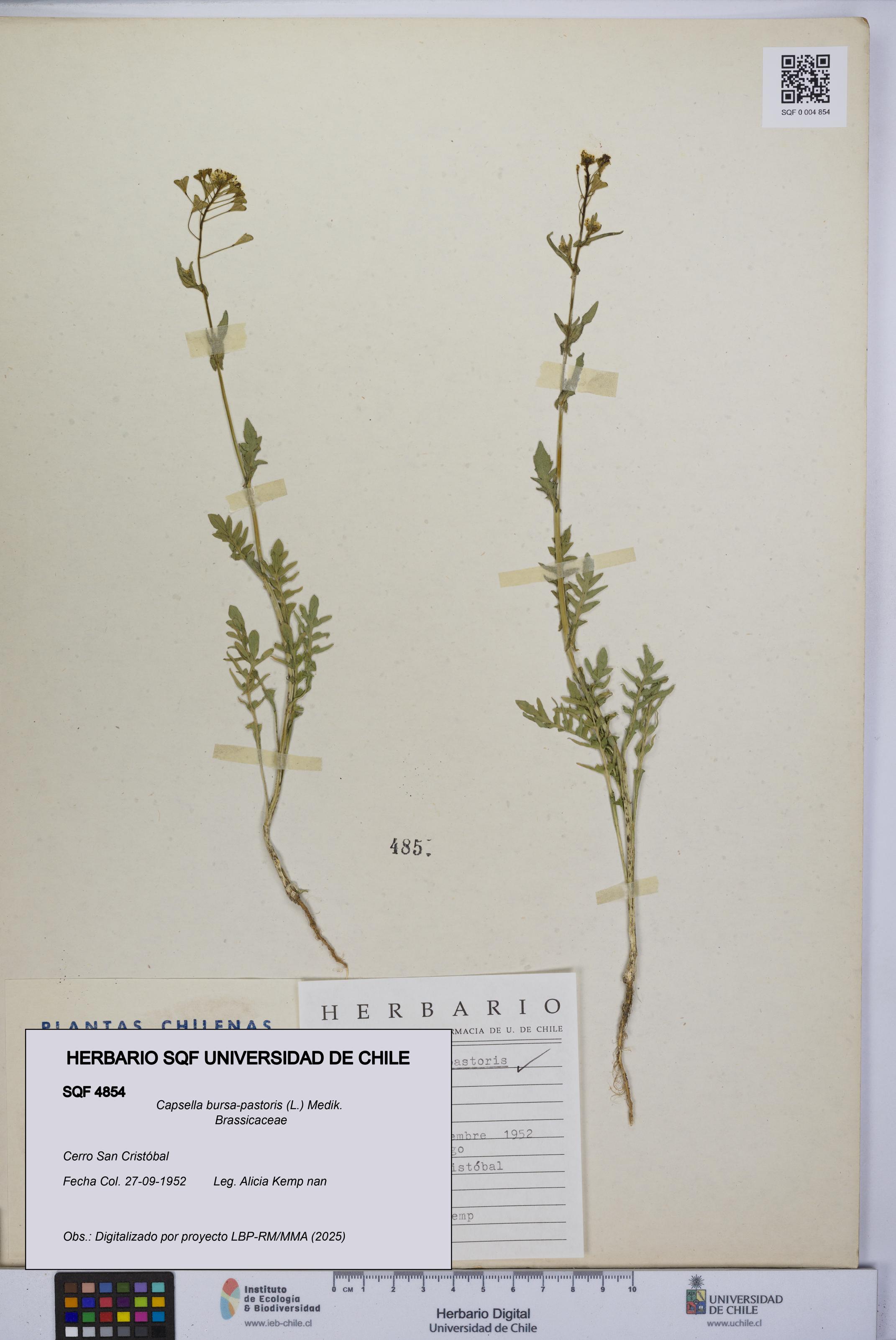 Capsella bursa-pastoris [Espécimen: UCH:SQF:0004854]