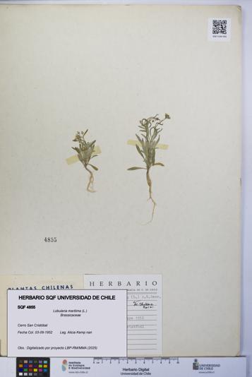 Lobularia maritima [Espécimen: UCH:SQF:0004855]