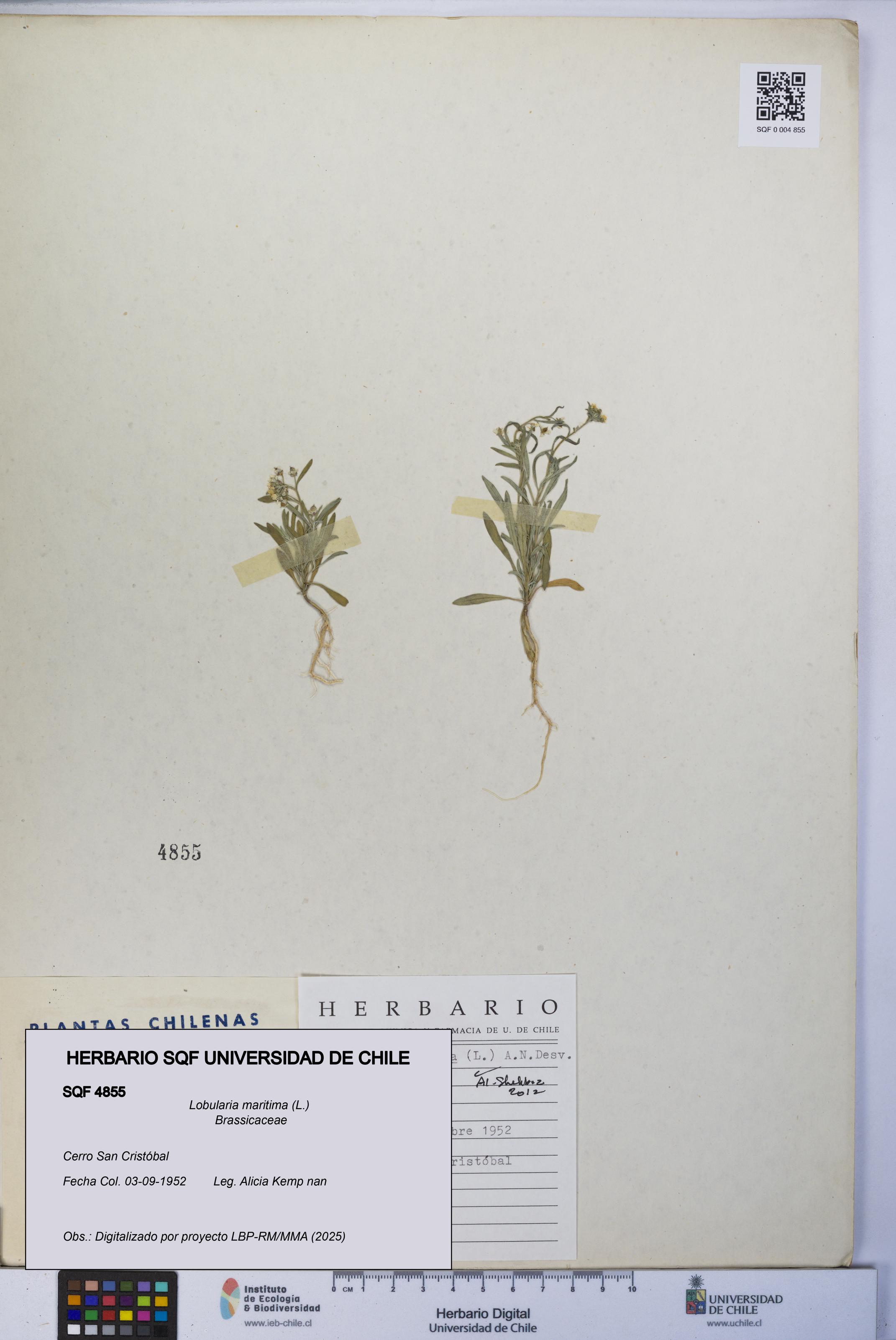 Lobularia maritima [Espécimen: UCH:SQF:0004855]