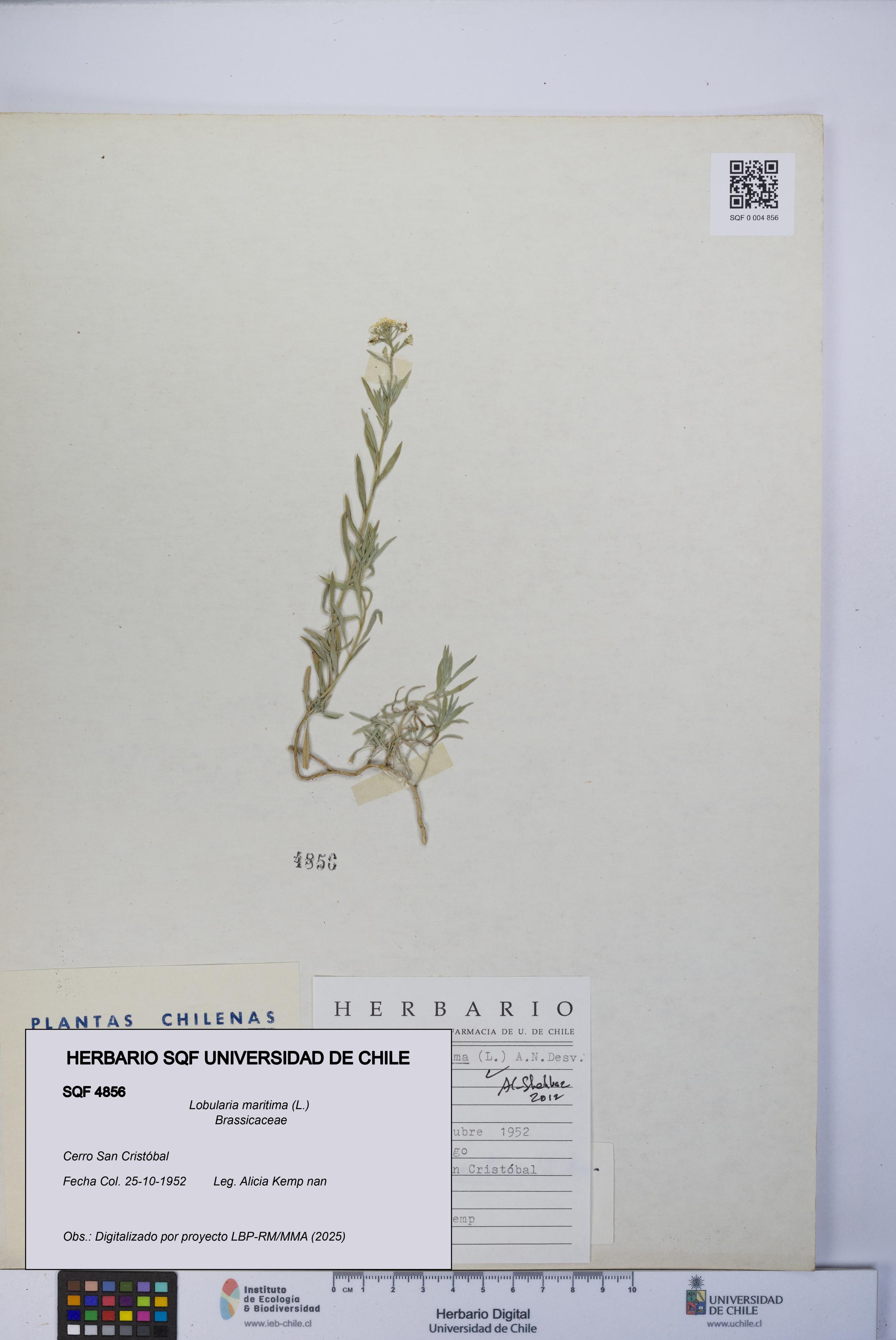 Lobularia maritima [Espécimen: UCH:SQF:0004856]