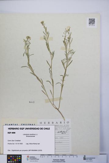 Lobularia maritima [Espécimen: UCH:SQF:0004858]
