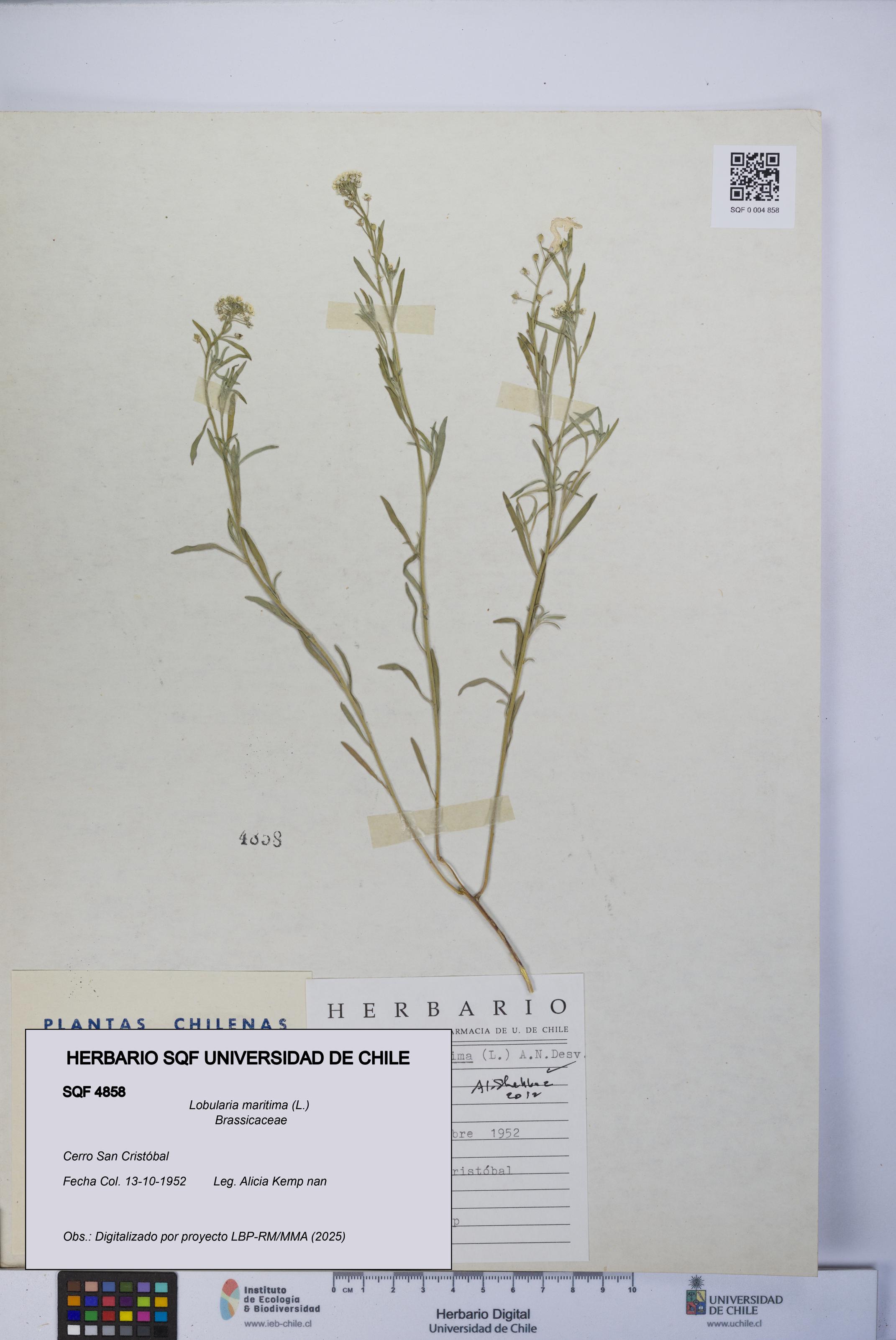 Lobularia maritima [Espécimen: UCH:SQF:0004858]