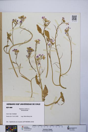 Raphanus sativus [Espécimen: UCH:SQF:0004860]
