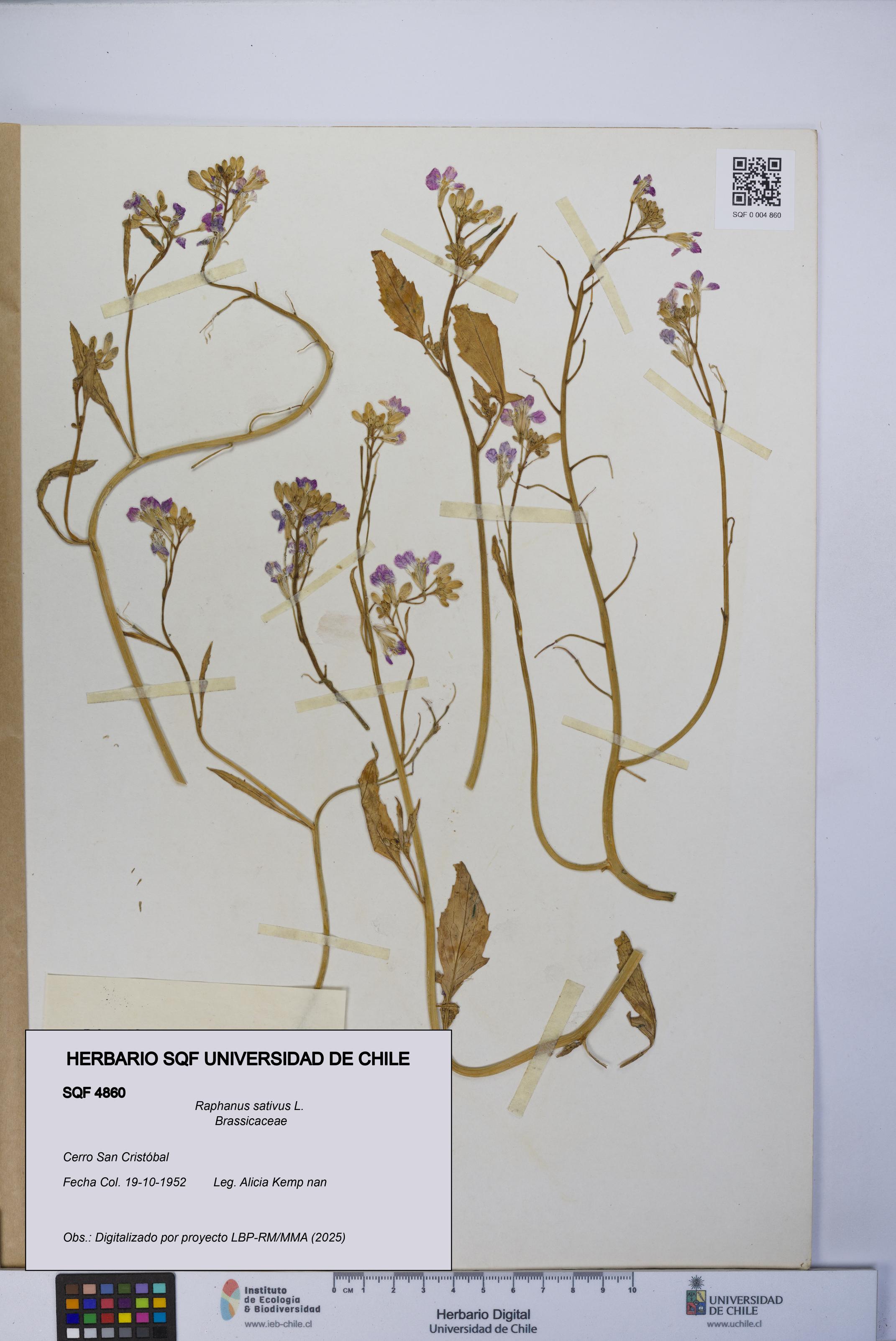 Raphanus sativus [Espécimen: UCH:SQF:0004860]