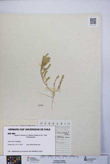Lepidium strictum [Espécimen: UCH:SQF:0004861]