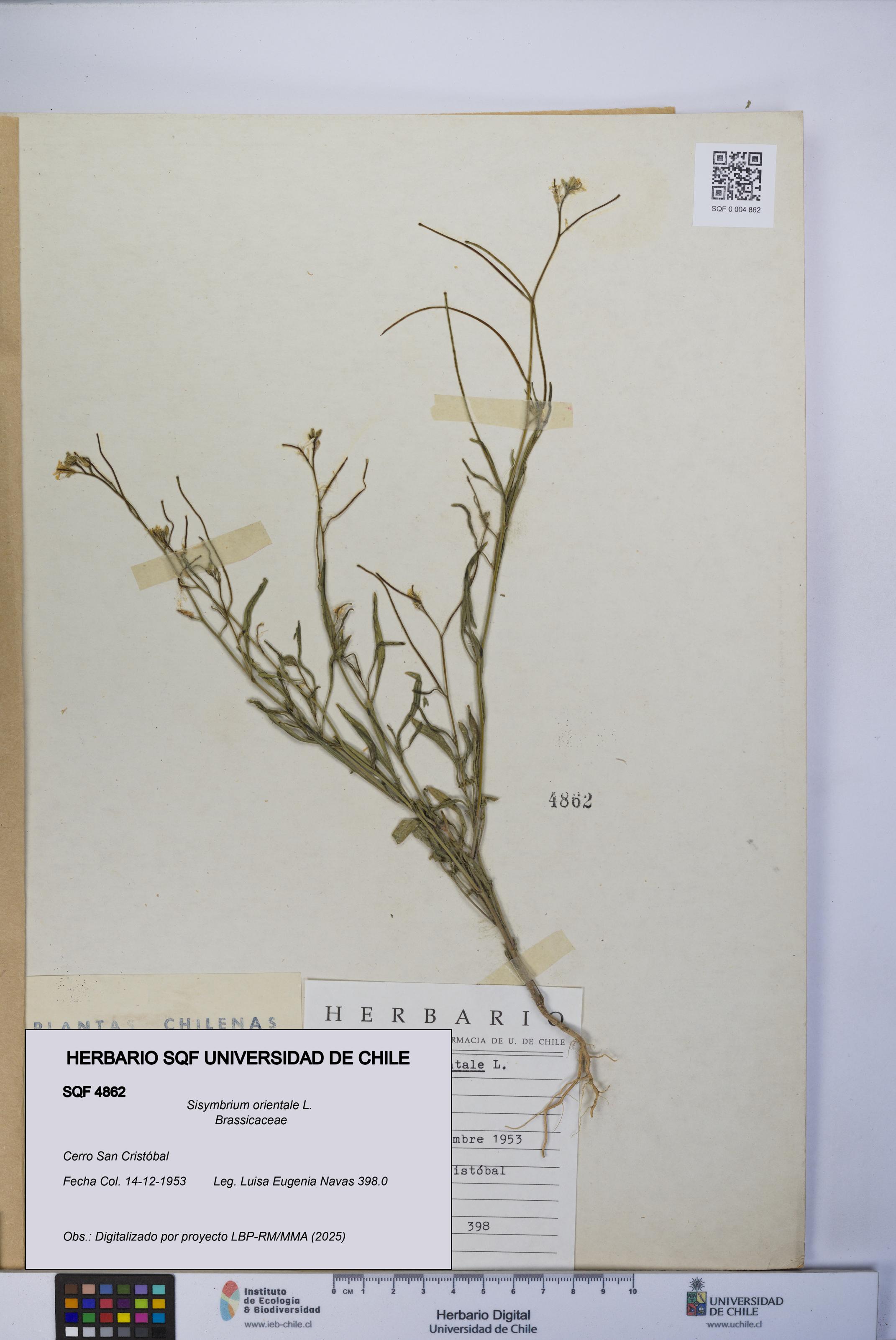 Sisymbrium orientale [Espécimen: UCH:SQF:0004862]