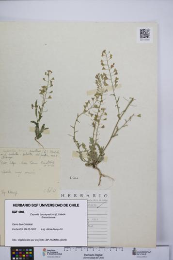 Capsella bursa-pastoris [Espécimen: UCH:SQF:0004863]