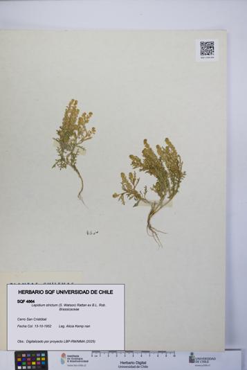 Lepidium strictum [Espécimen: UCH:SQF:0004864]